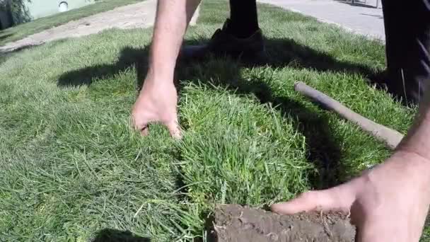 Workers hands roll small turf grass for a new lawn — Stock Video