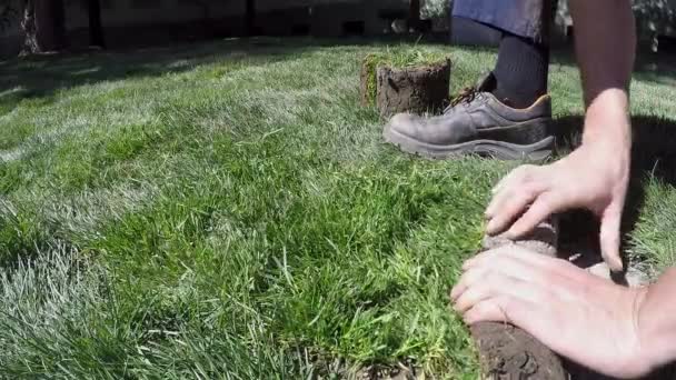 Le mani dei lavoratori rotolano erba tappeto erboso — Video Stock