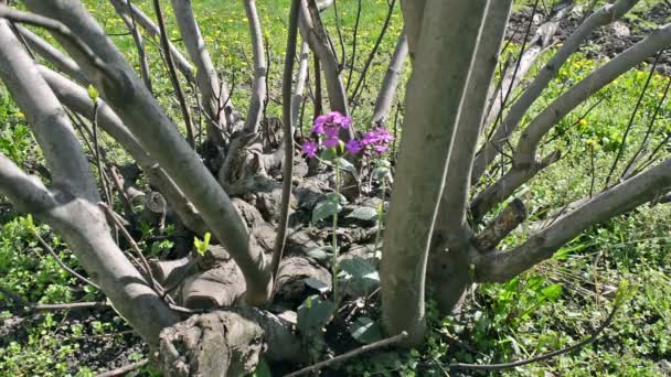 Flor balanceándose en el viento en la higuera — Vídeo de stock