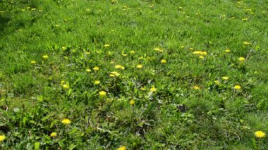 Yakın çekim Dandelions yeşil çayırda karahindiba