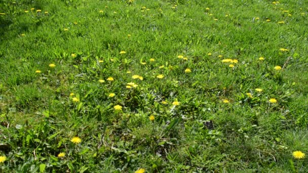 Dientes de león de cerca en el prado verde, Taraxacum — Vídeo de stock