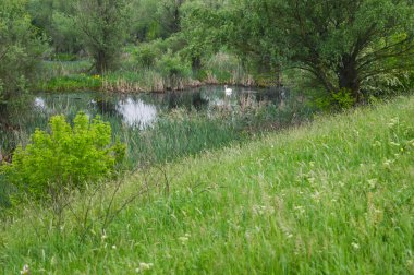 Kuğu bataklık doğa rezerv içinde tarih. Yeşil çayır. Bahar ağaçları.