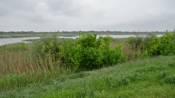 Swamp in the Nature reserve on the Raining day — Stock Video