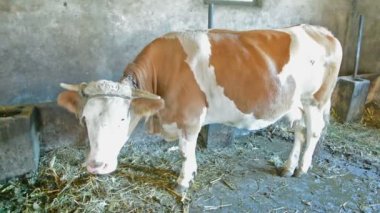 İstikrarlı bir saman üzerinde inek duran.