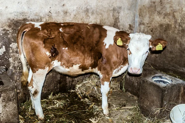 Cow standing in the old stable.