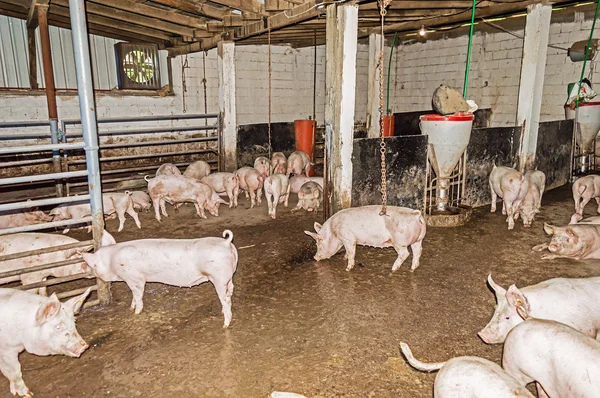 Herd of Pigs in the Pigsty — Stock Photo, Image