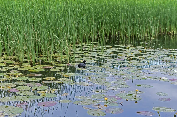 Liten anka simmar på sjön bland gul lotusblommor — Stockfoto