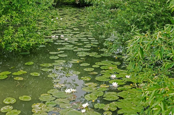 흰색과 노란색 로터스 꽃과 버드 나무와 작은 호수 — 스톡 사진