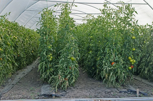 Acercamiento tallos de tomates en el invernadero Imagen De Stock