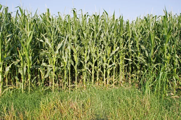 Groene maïsvelden Stockfoto