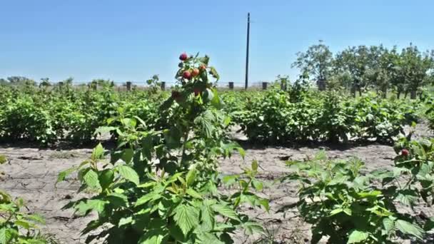 Haste de mudanças de framboesa no vento com várias frutas vermelhas — Vídeo de Stock