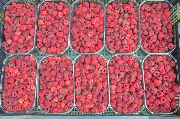 Framboises aux fruits fraîchement cueillies biologiques dans un panier d'un demi-litre — Photo