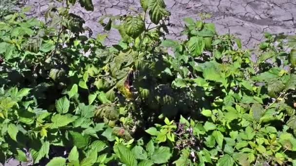 Raspberry Seedling Damaged by Icicle — Stock Video