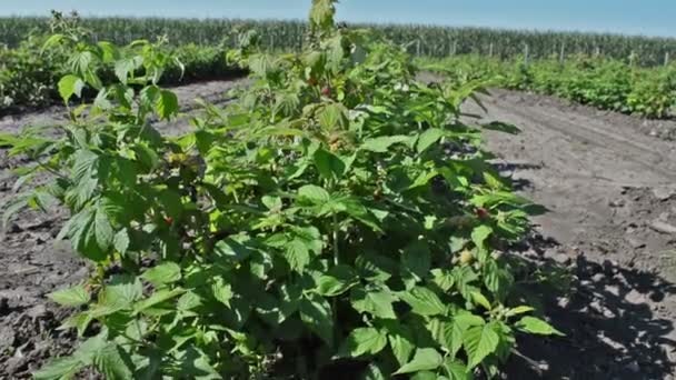Raspberry zaailingen worden geplant in nette rijen — Stockvideo