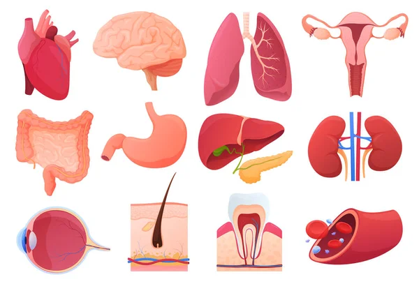 Conjunto Órganos Humanos Órganos Internos Ilustración Vectorial — Vector de stock