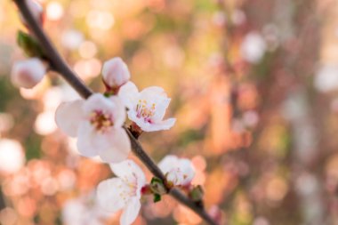 Kiraz çiçekleri. Nadure arka plan.