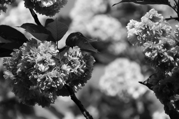 Frühling Kirschblüten, Natur Hintergrund. — Stockfoto