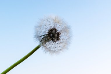 Sıradan Karahindiba, Taraxacum bürosu