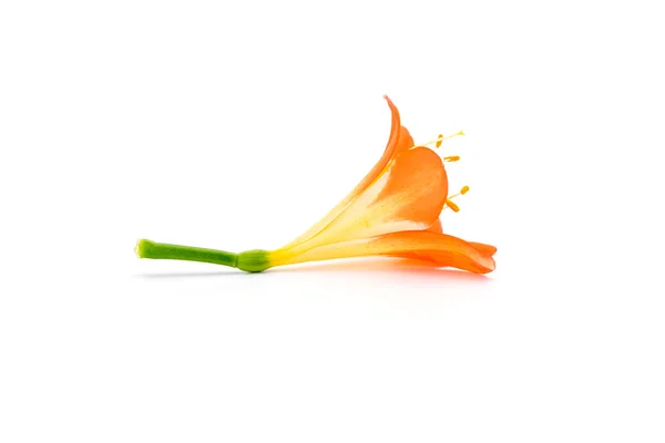 Clivia amaryllis çiçek