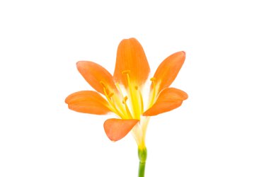 Clivia amaryllis çiçek