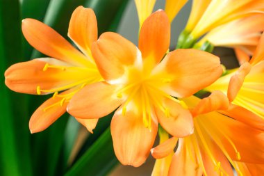 Orange Clivia nergis zambağı çiçek