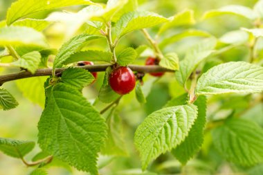 Nanking kiraz, Prunus tomentosa meyvelerini.