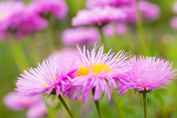 Grupo de flores de lila Astra. Textura de la foto, naturaleza fondo . —  Fotos de Stock