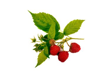 Olgun ahududu yaprağı üzerinde beyaz izole.