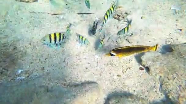 Verschillende kleurrijke vissen in het onderwater in Egypte. Duiken in de Rode Zee. Vakantie en duiken. — Stockvideo