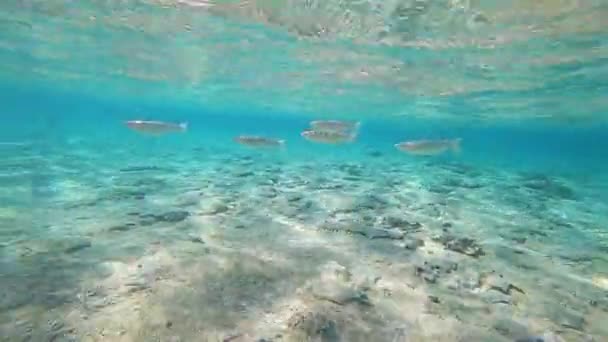 Berbagai ikan berwarna-warni di bawah air di Mesir. Menyelam di Laut Merah. Liburan dan menyelam. — Stok Video