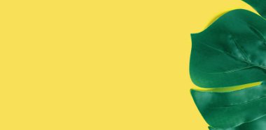 Sarı arka planda yeşil canavar yaprağı. Düz uzanış, üst görünüm dokusu. Kopya alanı olan yaprak dokusu pankartı.