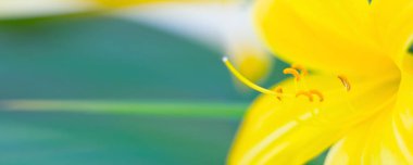 Bahar çiçeği bayrağı. Bulanık çiçek arka planı.