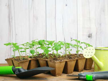 Fotokopi alanı olan bahçıvanlık ve bahçecilik afişi. tohum, sulama tenekesi ve ahşap arka planda bahçe aletleri. Bahçe ve çiçeklerin düzlüğü sınırdı