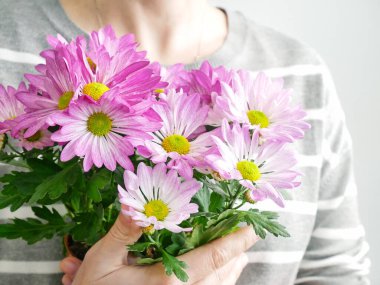 Bir buket renkli kasımpatı çiçeğini tutan kadınların elleri. Anneler günü ya da kadınlar günü geçmişi. Hediye ve şimdiki konsept.