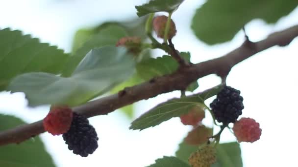 Maulbeerbaum im Garten — Stockvideo