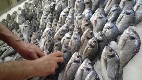 Свежие рыбы на рынке — стоковое видео