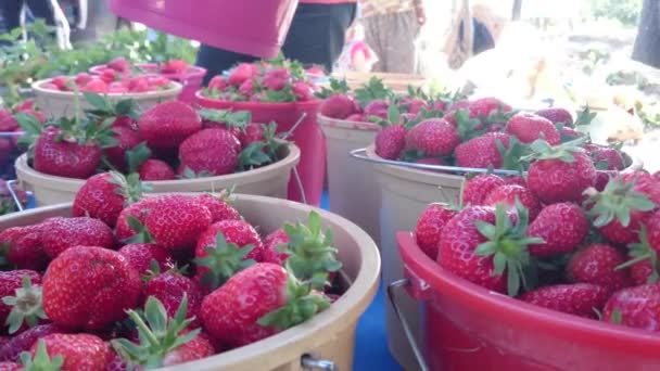 Fresas naturales en bazar turco — Vídeos de Stock