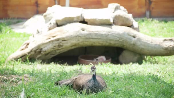Peafowl en el zoológico — Vídeo de stock