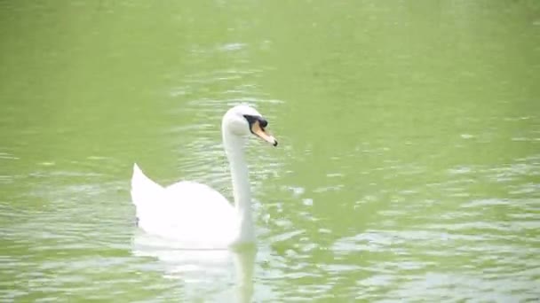 Un canard nageant dans le lac — Video