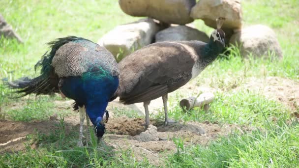 動物園で peafowls — ストック動画