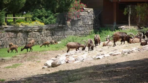 동물원에서 염소 — 비디오