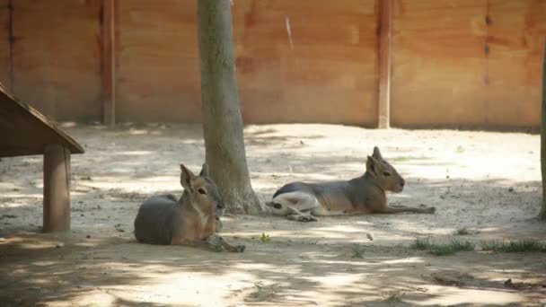 Kebun binatang dan hewan Izmir Sasali — Stok Video