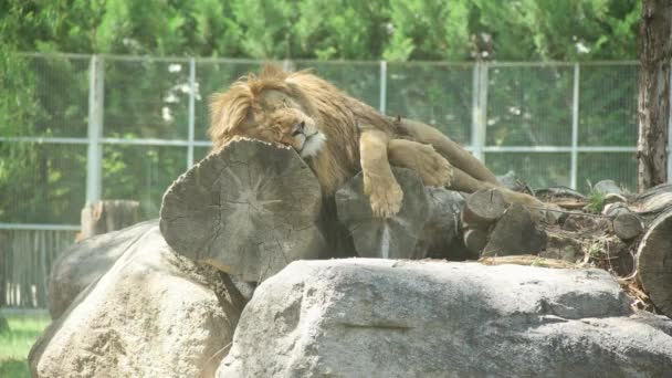 León durmiendo en el zoológico — Vídeos de Stock