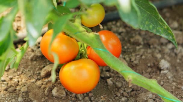 Червоні помідори на городі — стокове відео
