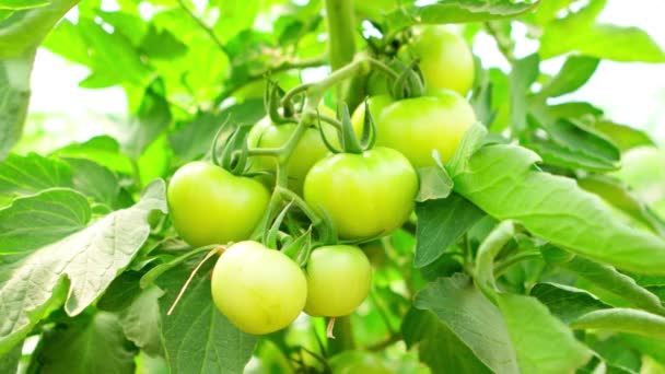 Onrijpe groene tomaten op tuin — Stockvideo