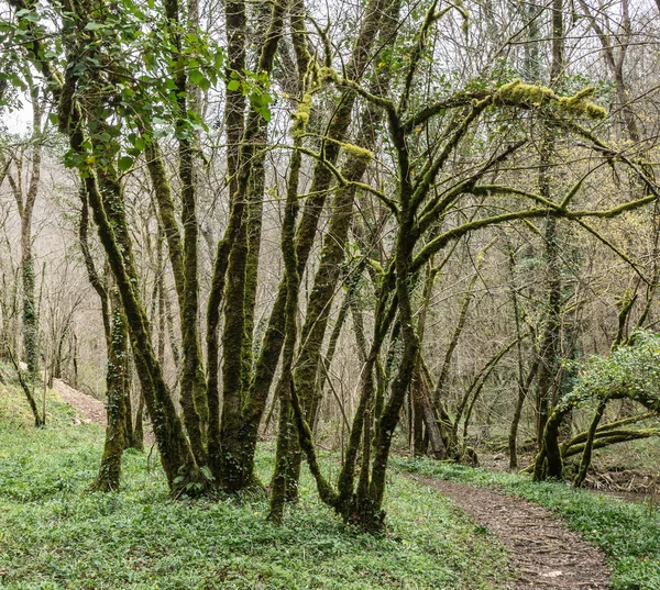 地衣類で覆われたトランク — ストック写真