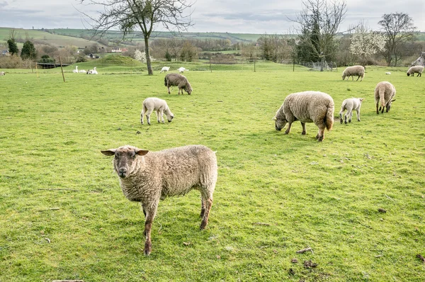 Sheep grazing in a farm field — Stock Photo, Image