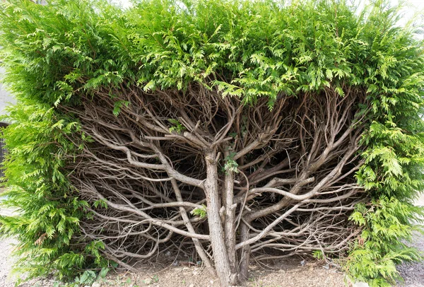 Vacker buske i en trädgård — Stockfoto