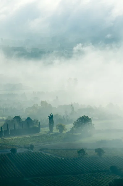 Weinberg im Morgennebel — Stockfoto