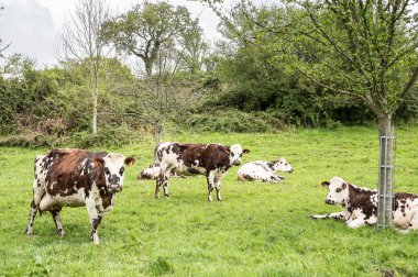 Elma ağaçlarının altında süt inekleri